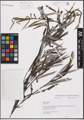 Foto von Salix eleagnos subsp. angustifolia (Cariot) Rech. f.